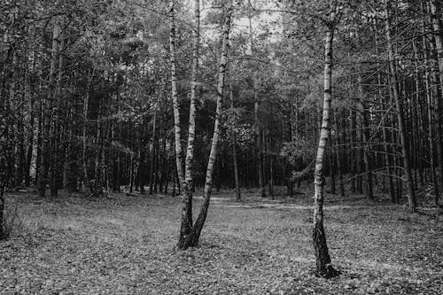 Trees in Forest in Black and White