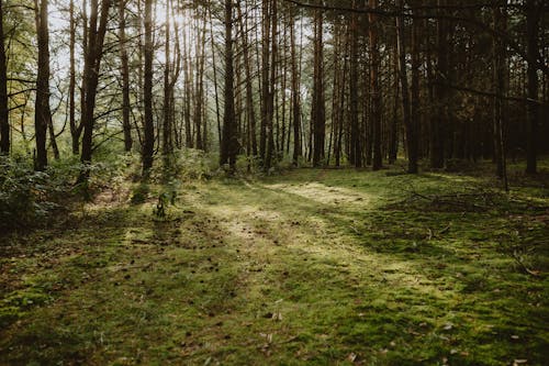 View of a Forest in Summer