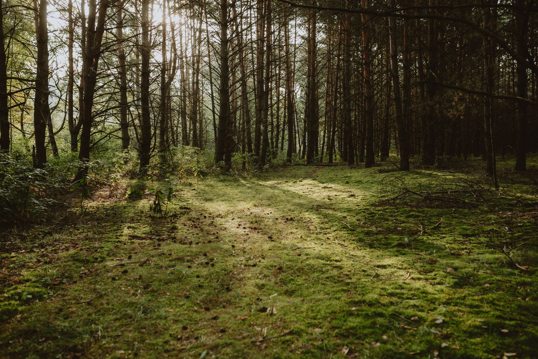 vitamin d3 k2 dosage for longevity — A tranquil forest scene with sunlight filtering through tall pine trees.