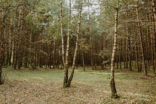 Foto d'estoc gratuïta de arbres, bosc, boscos