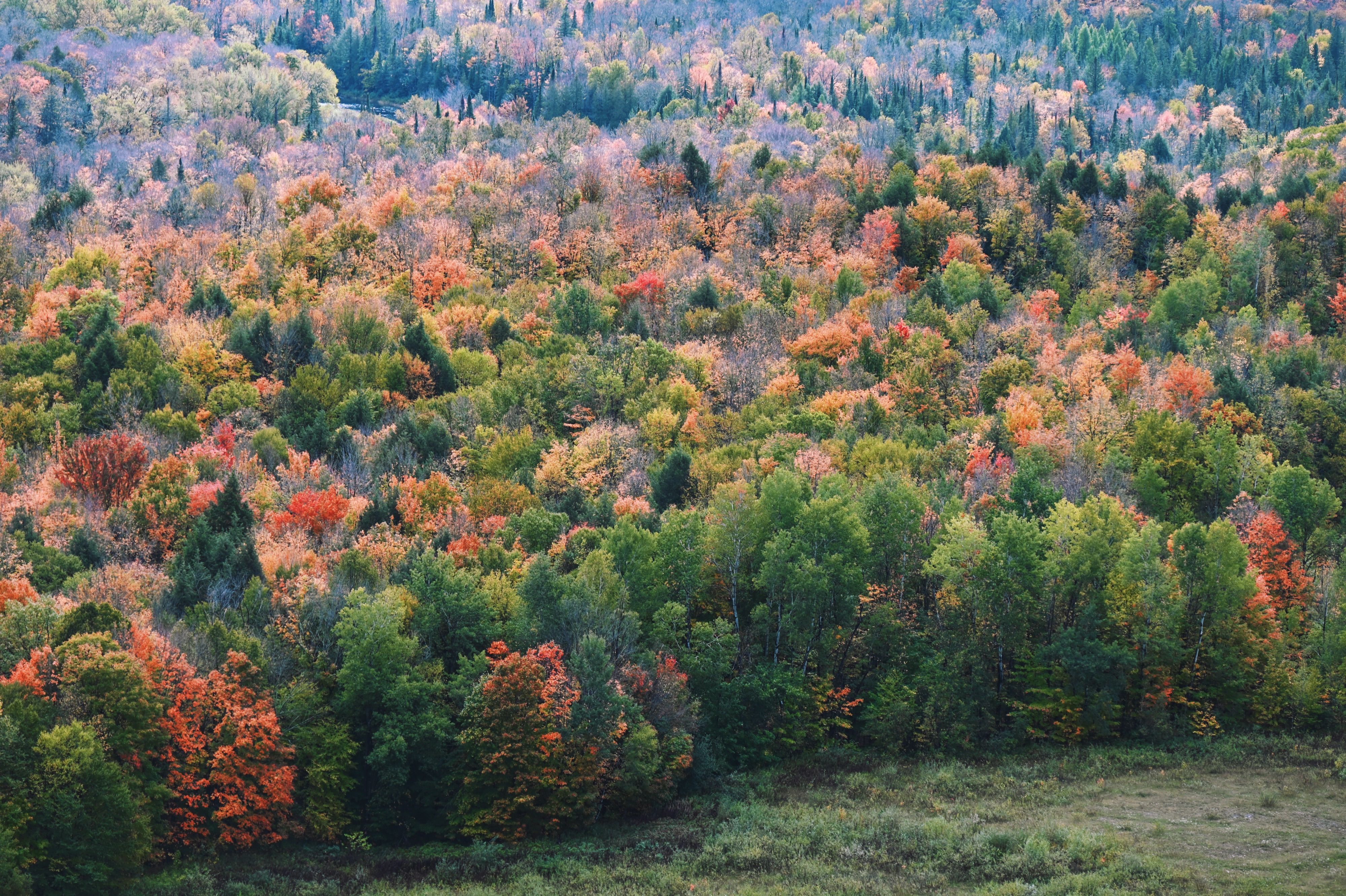 Aerial View of a Forest in Autumnal Colors · Free Stock Photo