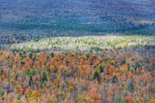 가을, 다채로운, 드론으로 찍은 사진의 무료 스톡 사진