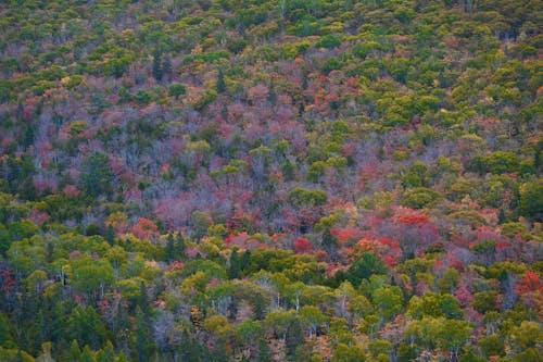 Základová fotografie zdarma na téma barevný, hluboký, les