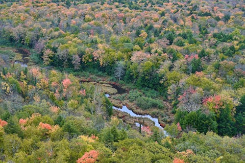 Aerial View of a Forest in Autumnal Colors
