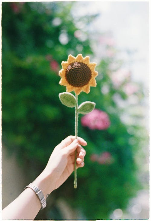 Woman Hand Holding Sunflower