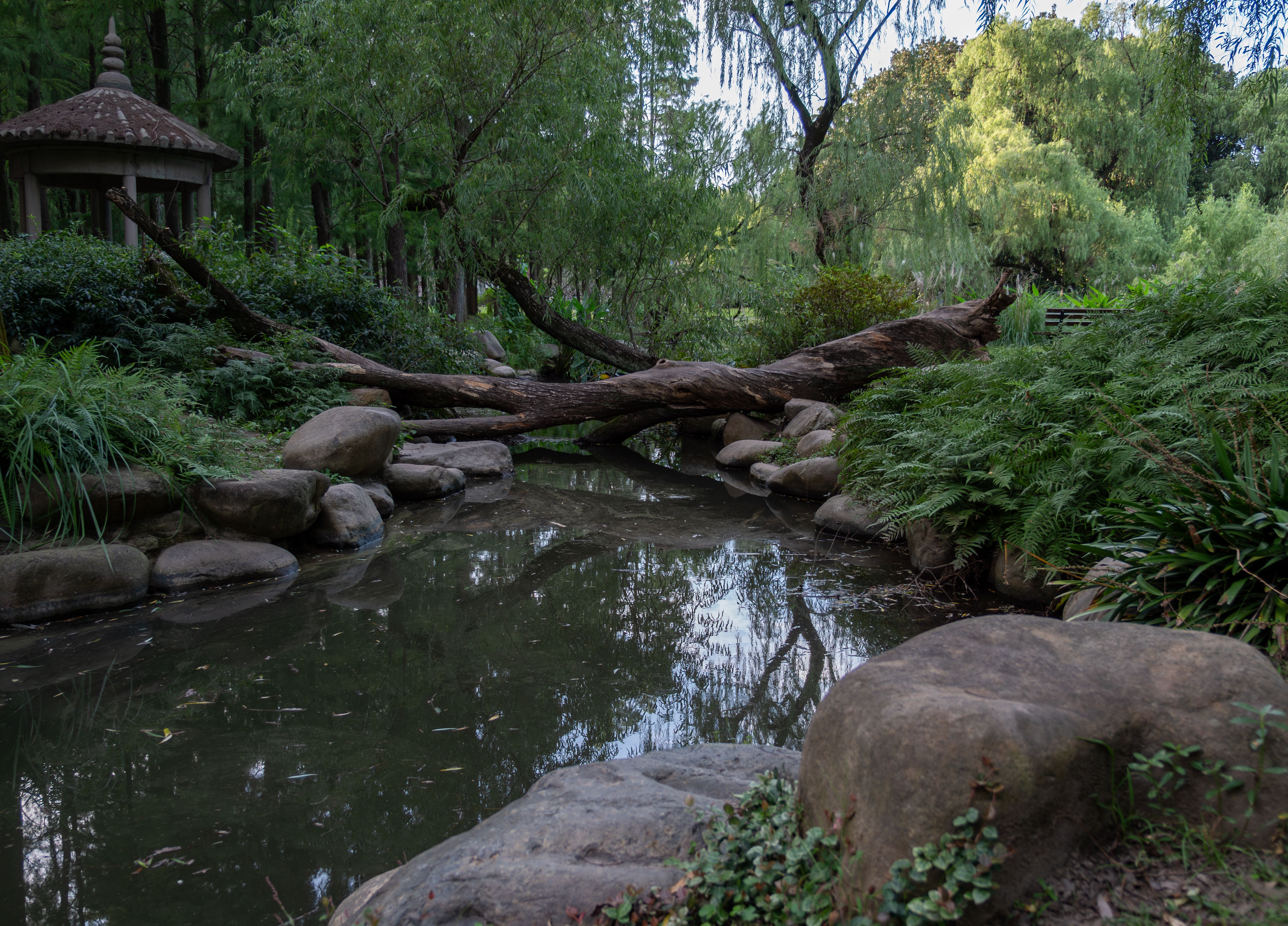Green Trees near Fallen Tree on Stream · Free Stock Photo