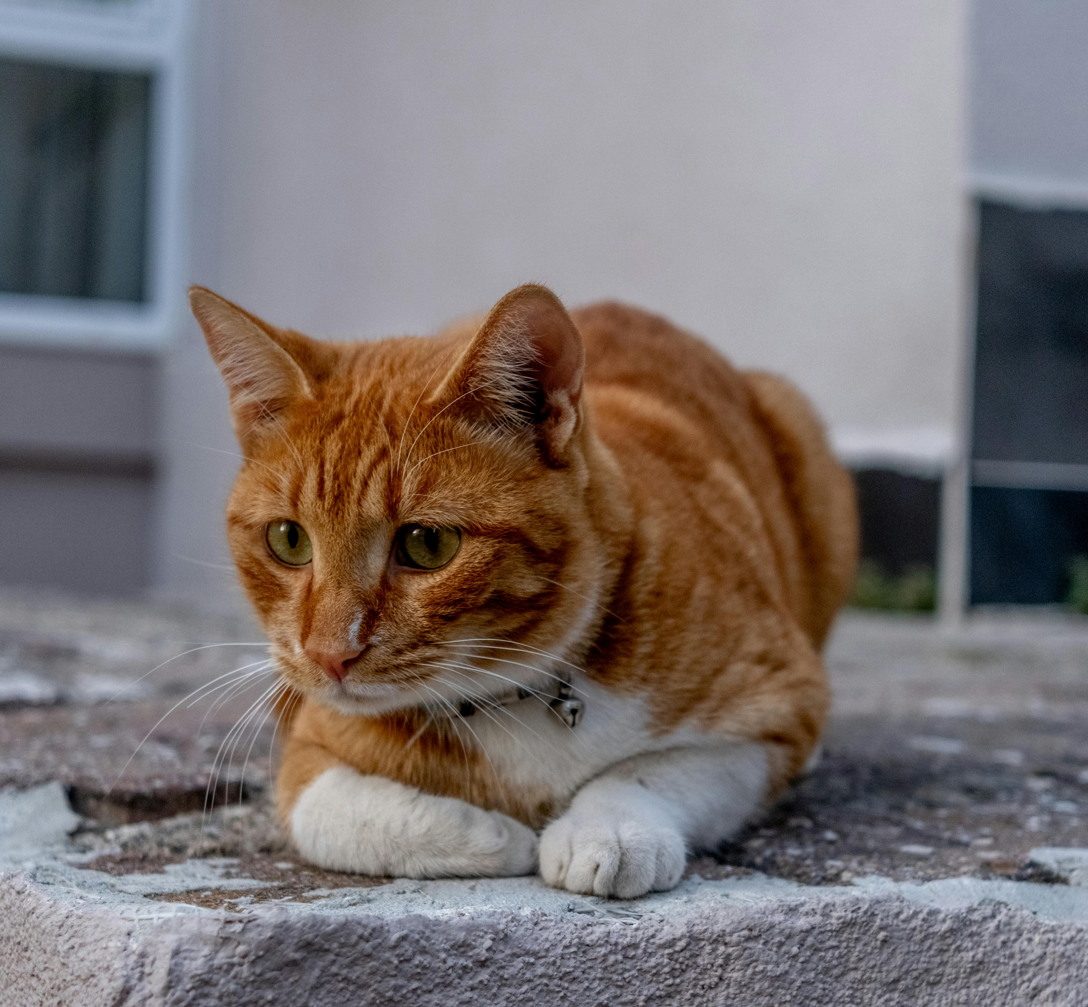Wer ist verschmuster – Katze oder Kater?