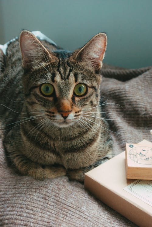 Free Cat Lying Down Stock Photo