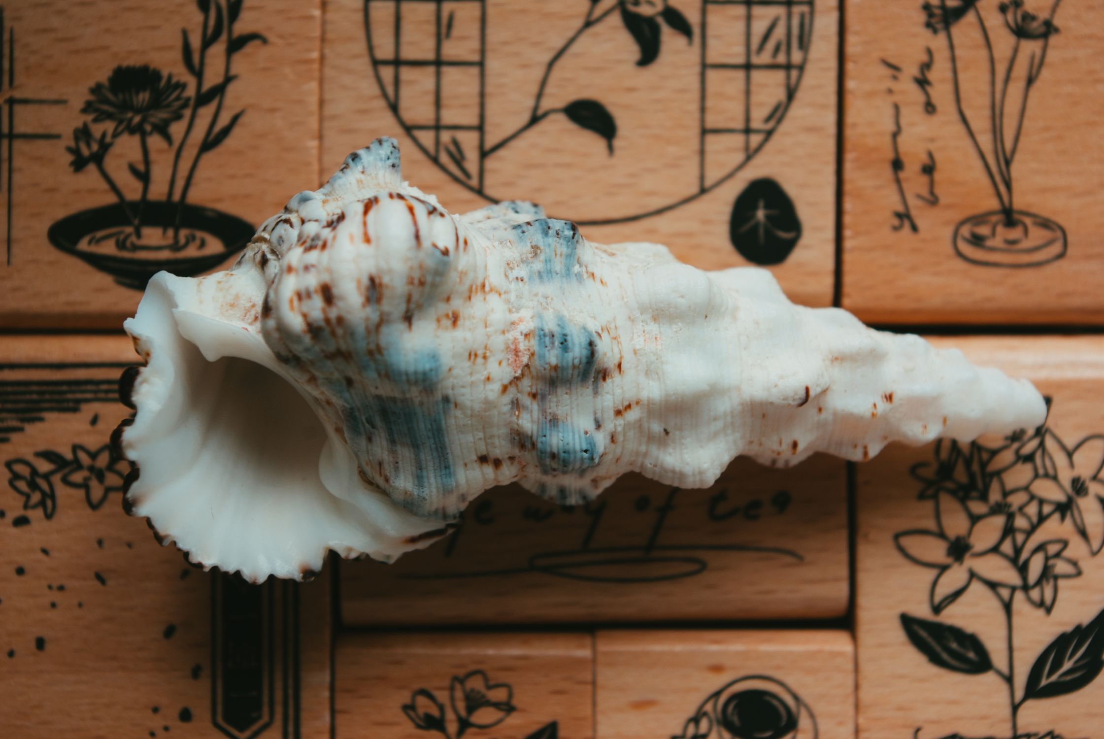 Cone Shell on Wooden Blocks · Free Stock Photo