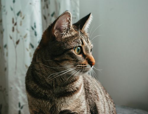 Free A calm tabby cat gazes thoughtfully by a softly lit window. Stock Photo