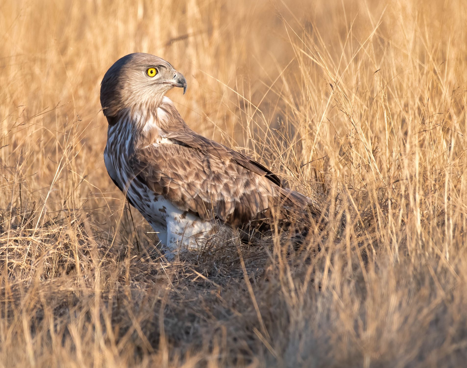 Hawk Up Close up of Hawk on Ground · Free Stock Photo