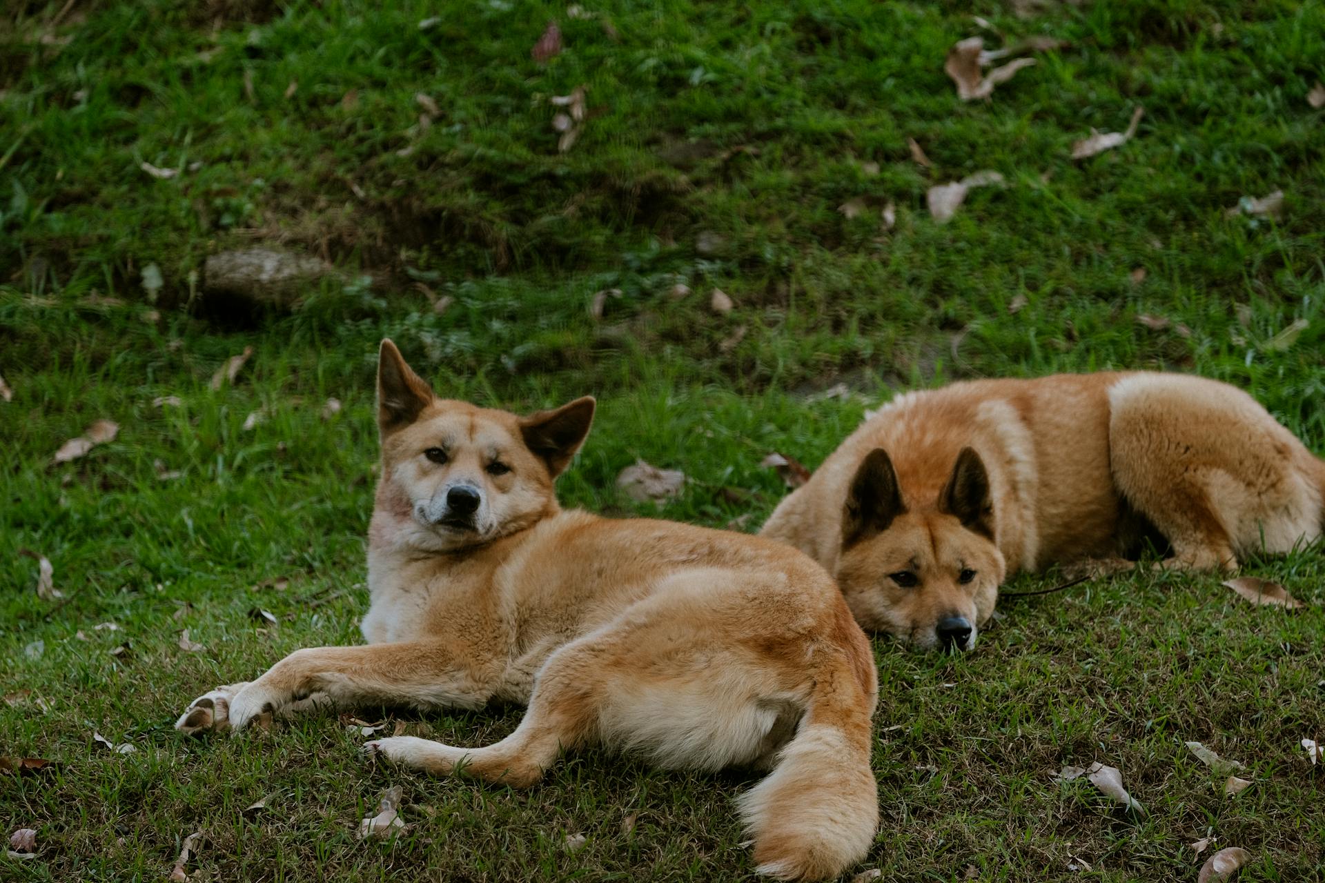 Brown Dogs Lying on a Meadow