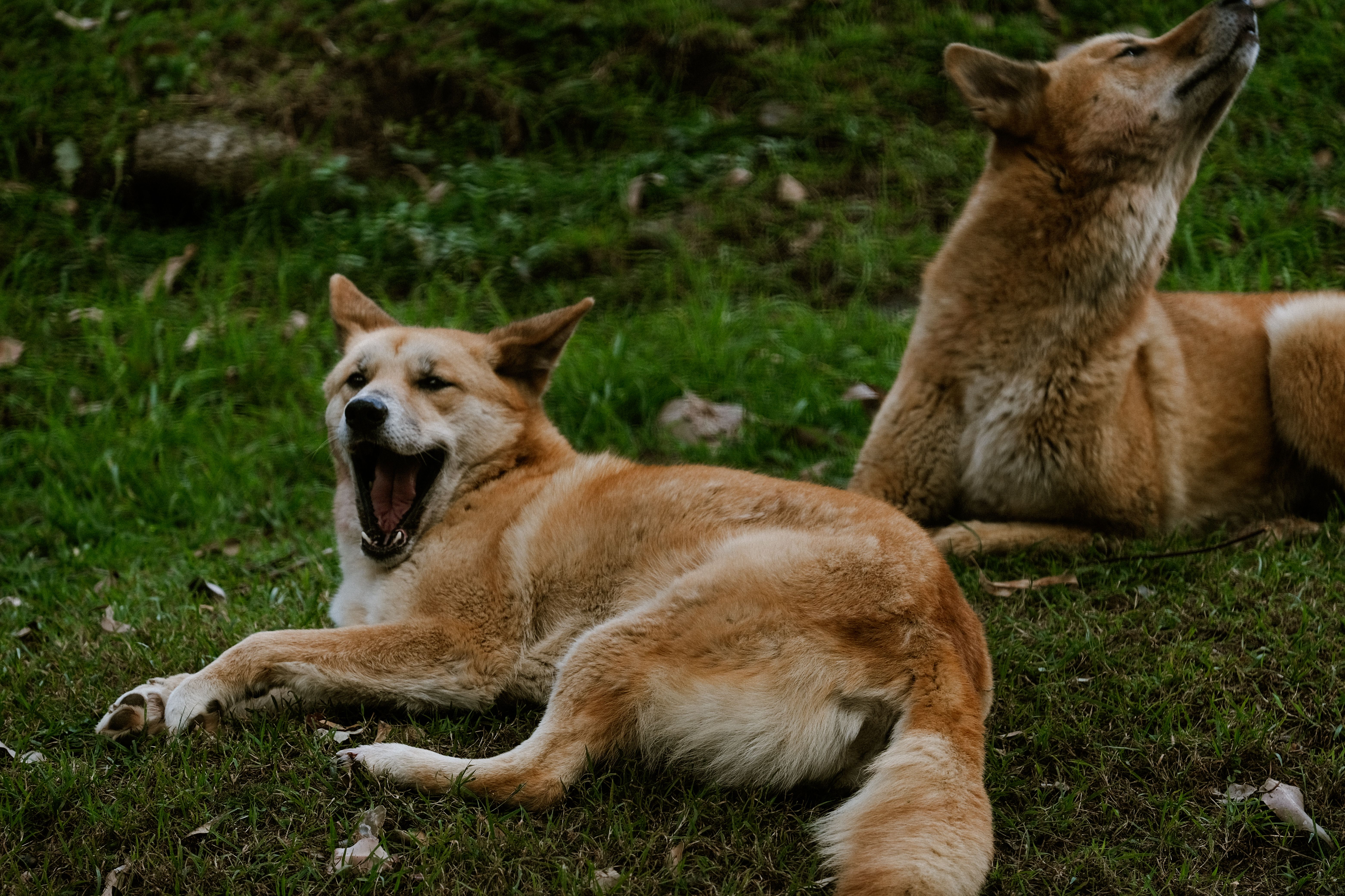 Why Do Dogs Howl? The Secret Canine Communication Code Unlocked