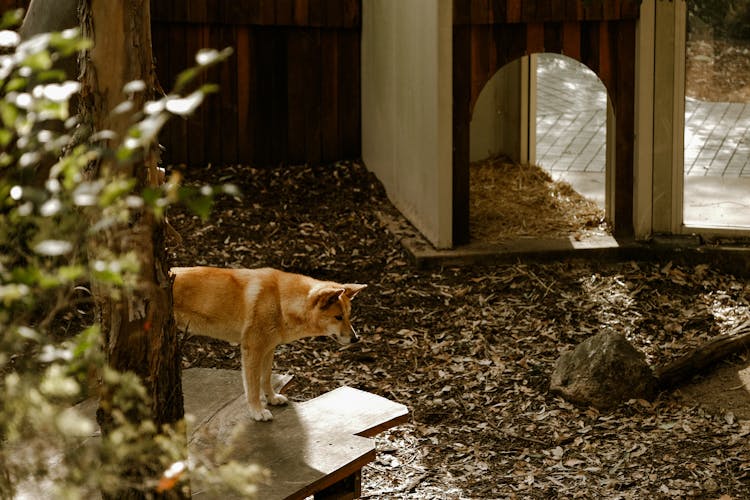 Brown Dog In A Garden