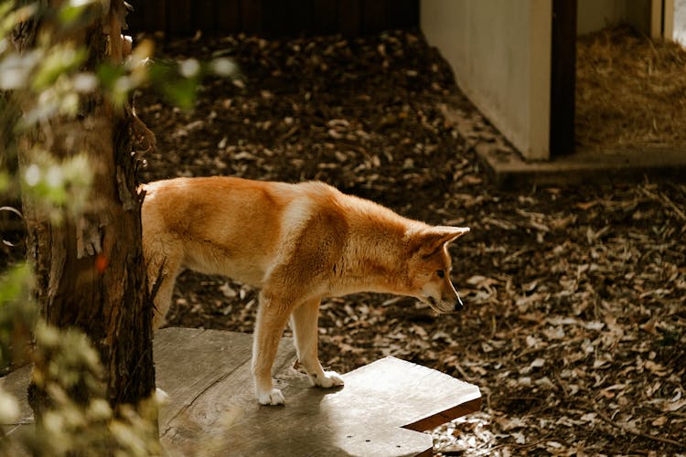 Brown Dog In A Garden