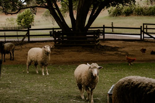 原本, 籬笆, 羊 的 免費圖庫相片