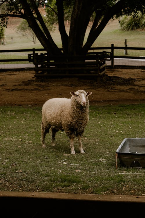 Ilmainen kuvapankkikuva tunnisteilla aitaus, eläinkuvaus, lammas