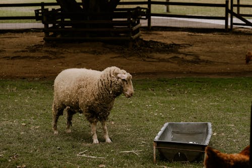 Sheep on a Farm 