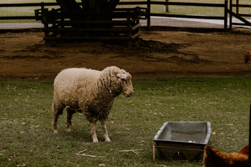 Foto profissional grátis de agricultura, animal, cerca