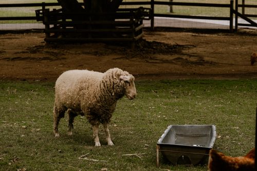 Free A merino sheep stands by a water trough on a farm, surrounded by grass and wooden fences. Stock Photo