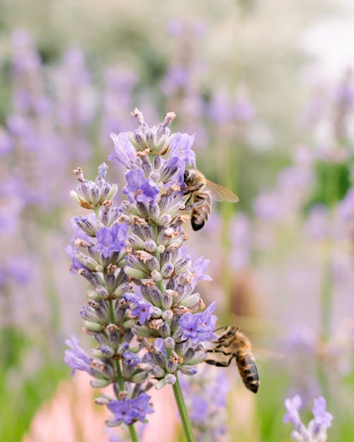 Two bees on lavender flowers in a field