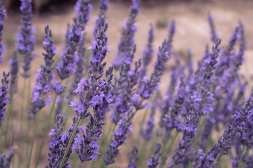 Lavender flowers in a field with a sandy background