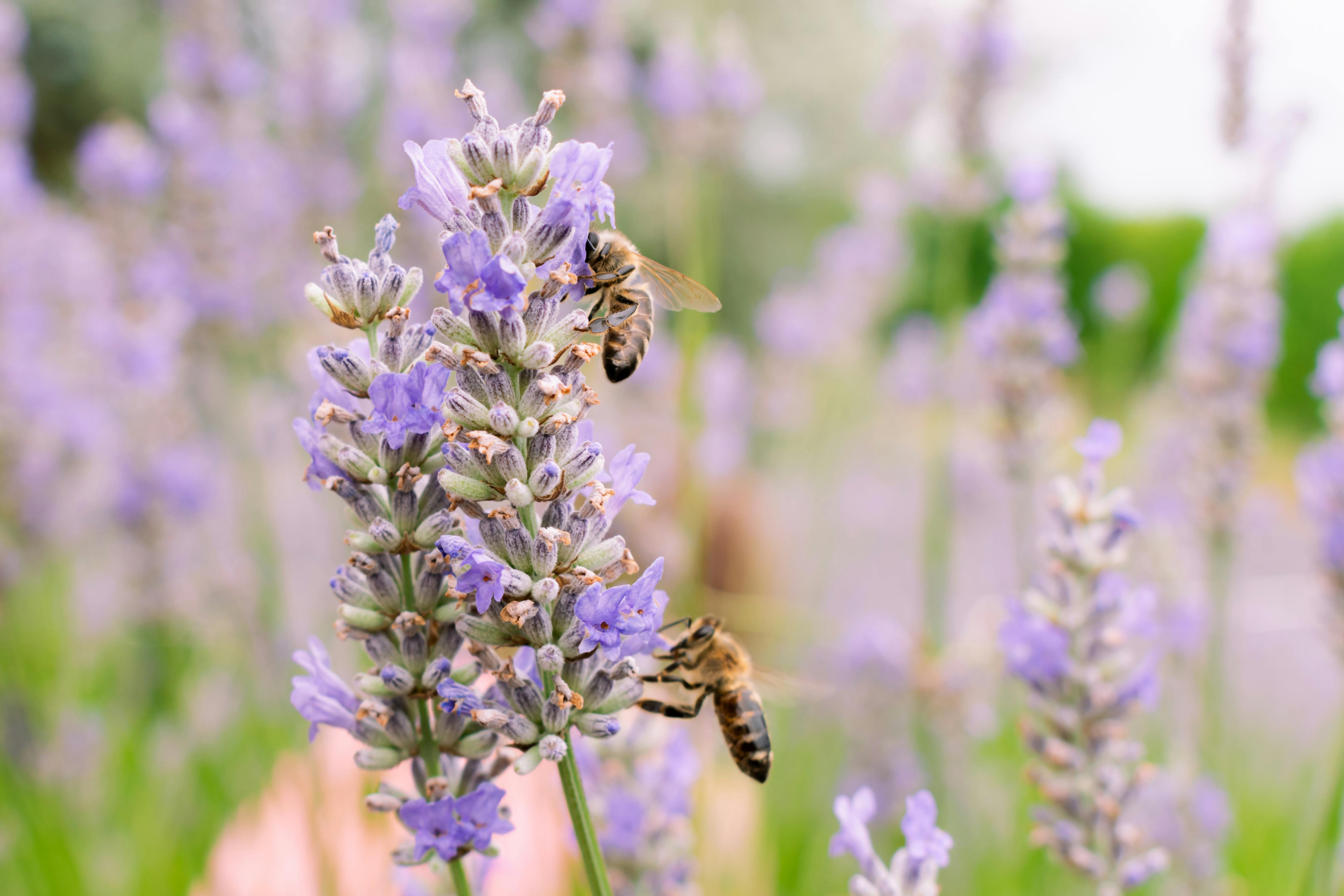 two bees are on lavender flowers in a field