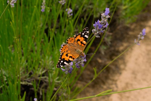 A butterfly sitting on a flower in the grass
