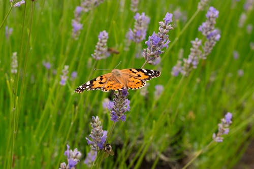 A butterfly is sitting on top of some lavender