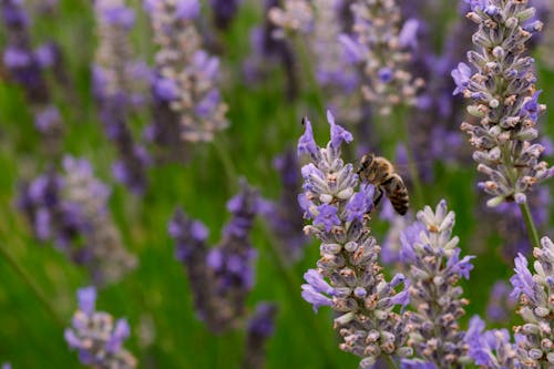A bee is sitting on a lavender plant