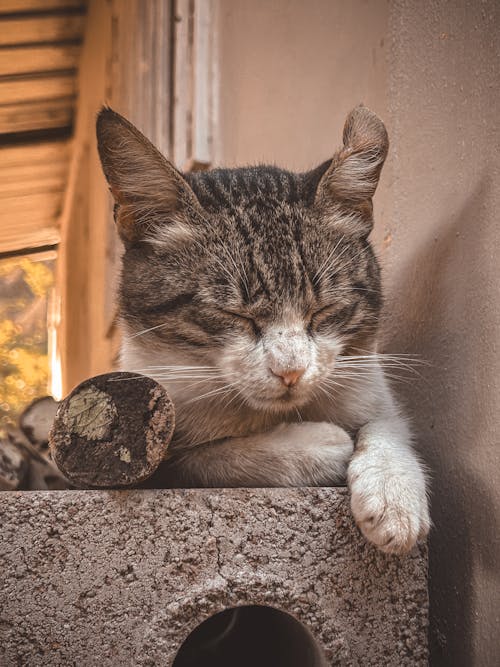 Foto stok gratis brown tabby cat, cattail, kucing