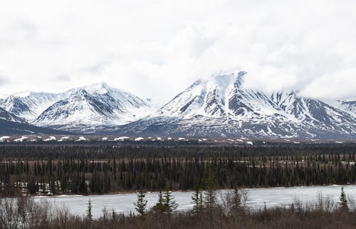 Forest and Mountains in Snow behind