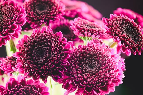 Free Close-Up Photo of Pink Petaled Flowers Stock Photo