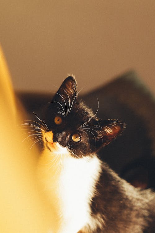 Безкоштовне стокове фото на тему «вертикальні постріл, кішка, кошеня»