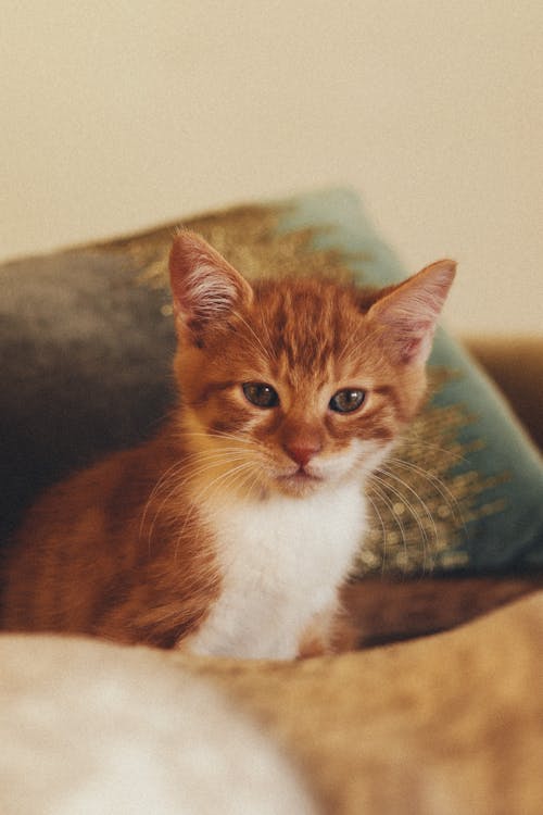 Fluffy Kitten Staring