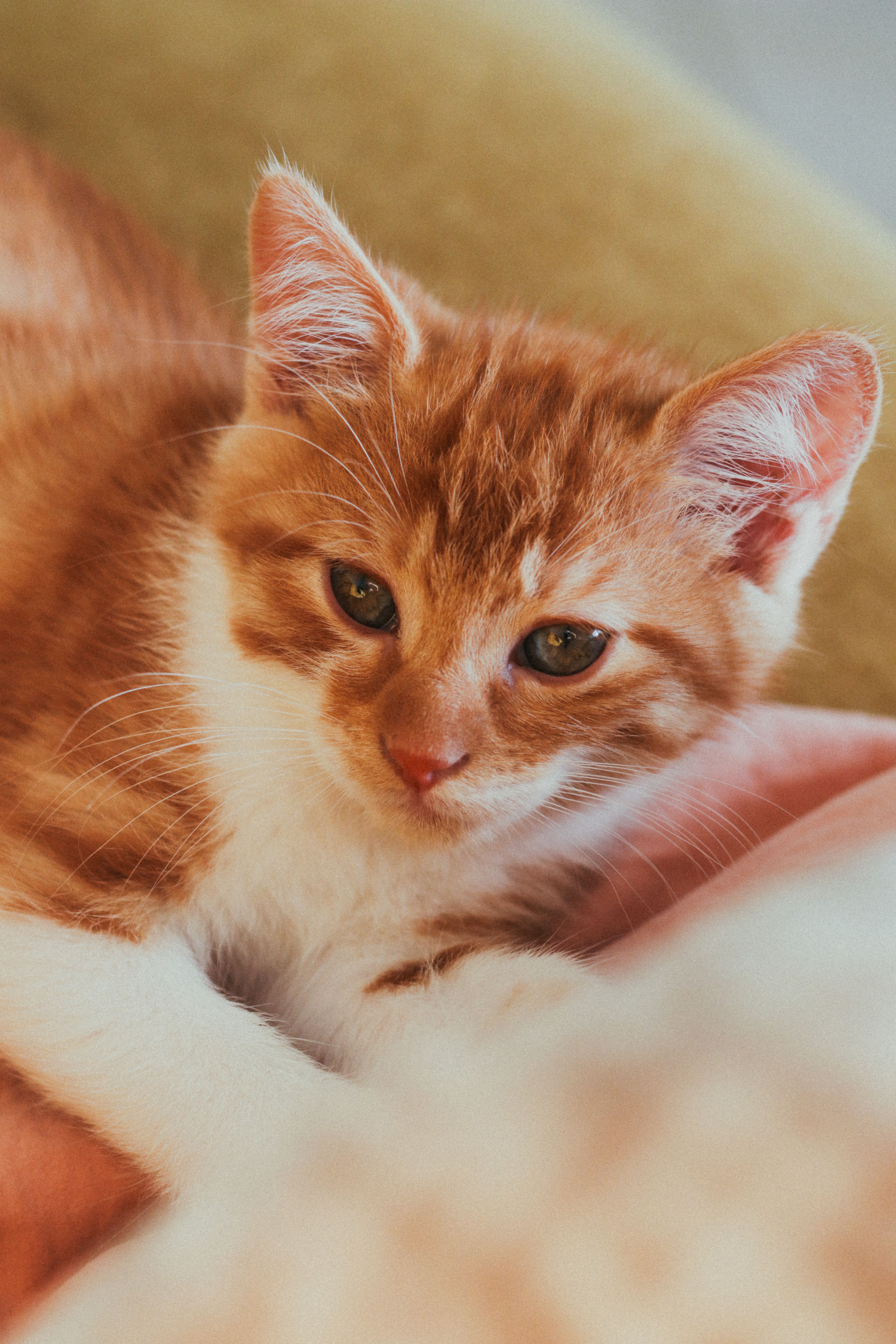 Ginger kitten resting on a soft blanket, showcasing its cute and relaxed demeanor.
