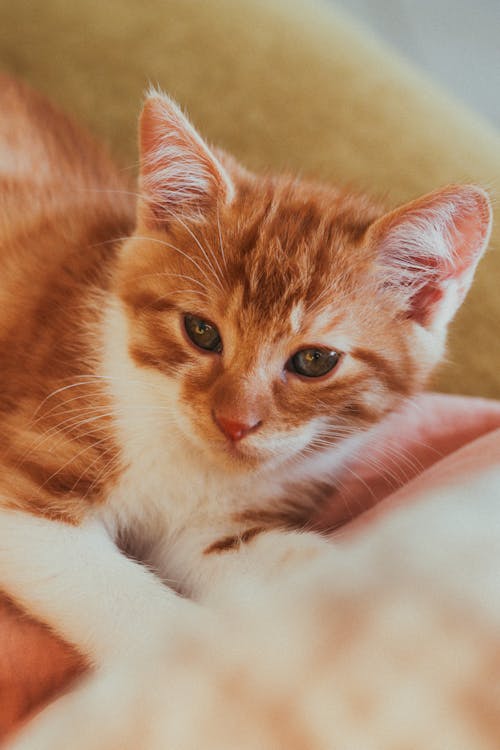 Adorable Ginger Kitten