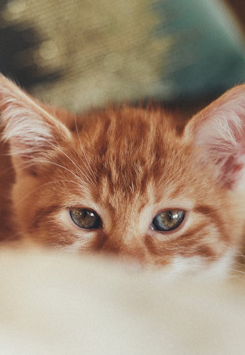 Close up of Kitten