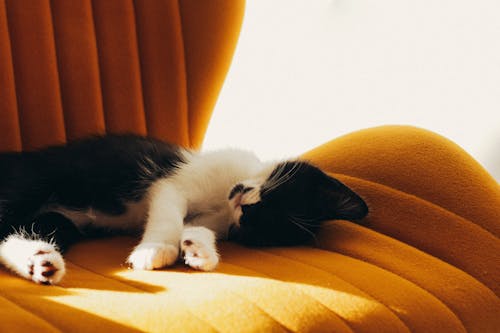 Kitten Sleeping on Sofa
