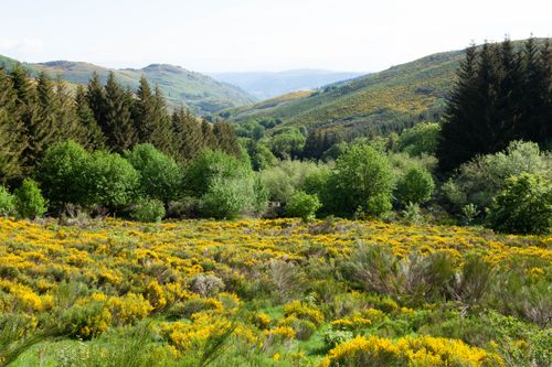Free Scenic view of lush green hills and yellow flowers in Meyrueis, Occitanie, France. Stock Photo