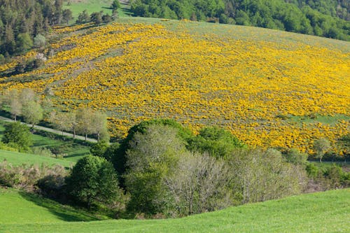 Meadow with Yellow Flowers between Road and Forest