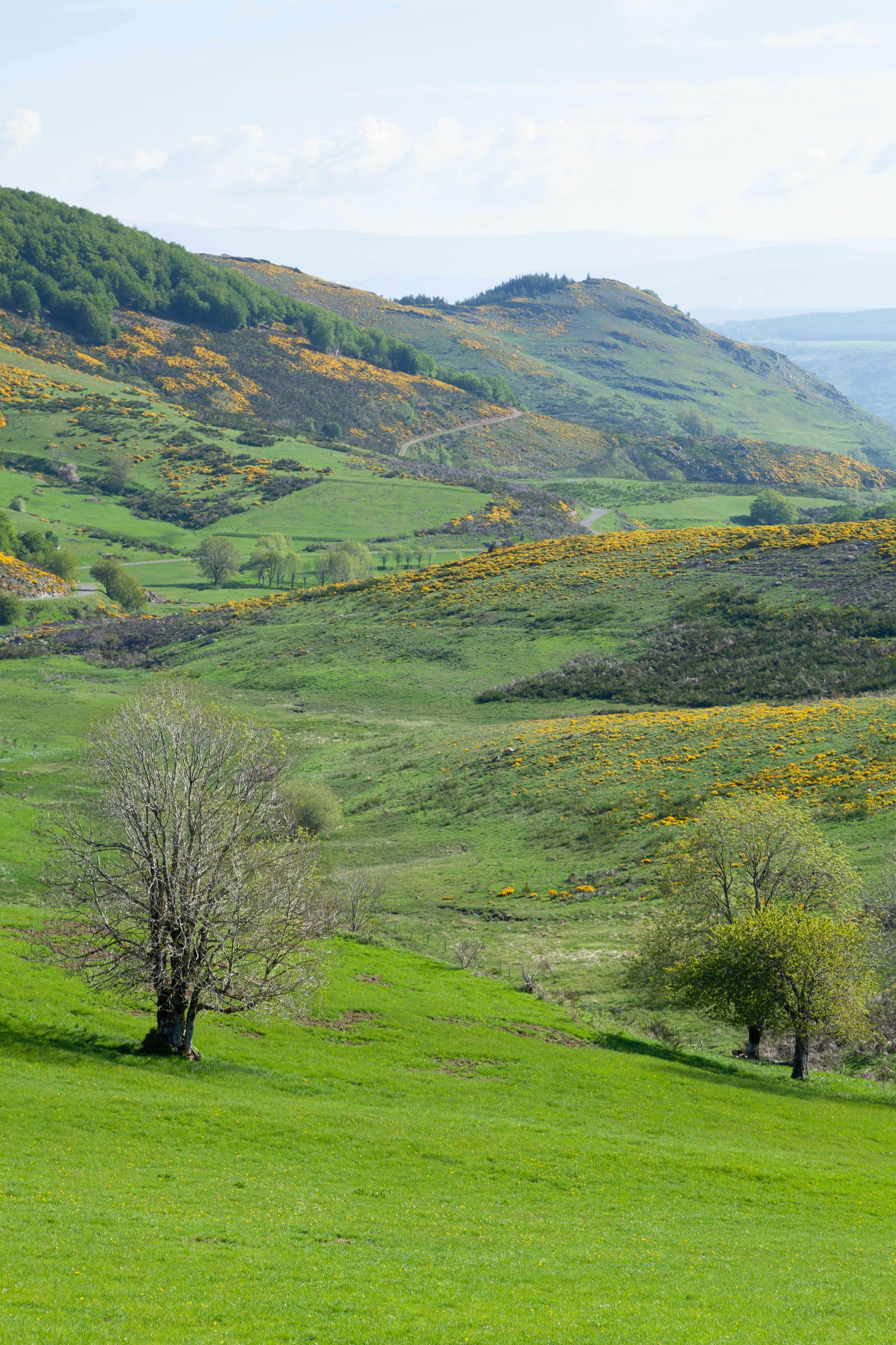 A green field with hills and trees · Free Stock Photo