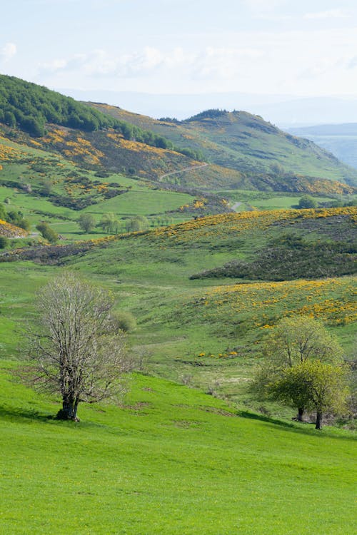 Scenic Hilly Landscape with Meadows and Trees