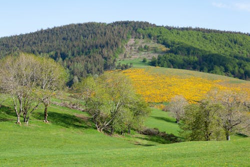 Imagine de stoc gratuită din arbori, codru, colină la poalele munților