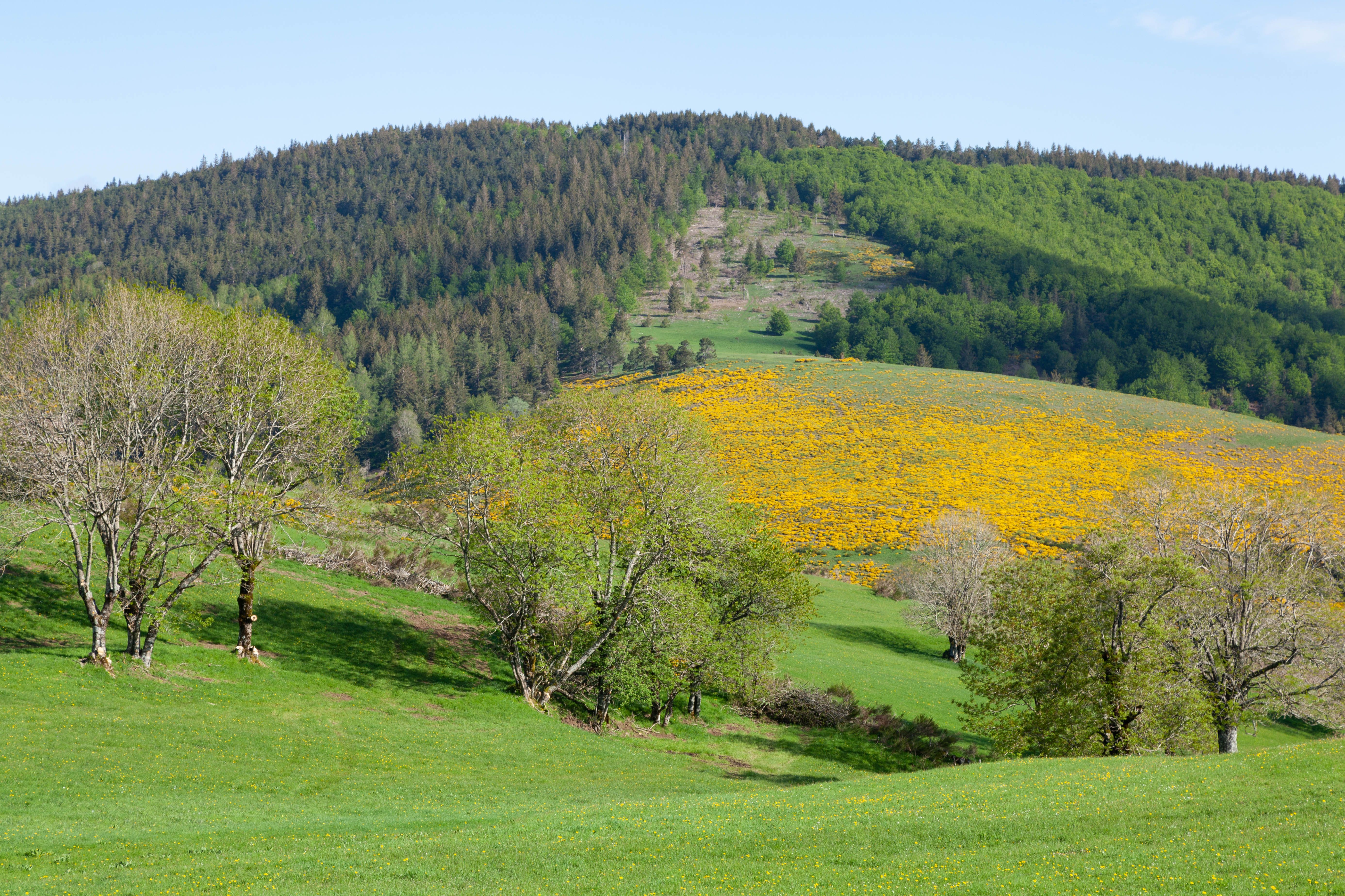 Meadow with Yellow Flowers in Foothill · Free Stock Photo