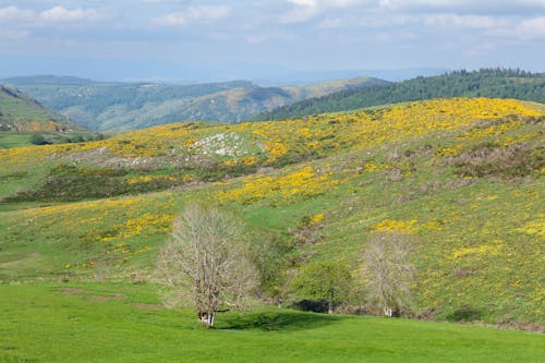 Meadow with Yellow Flower in Hilly Landscape