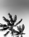 Monochrome Photo of Palm Trees