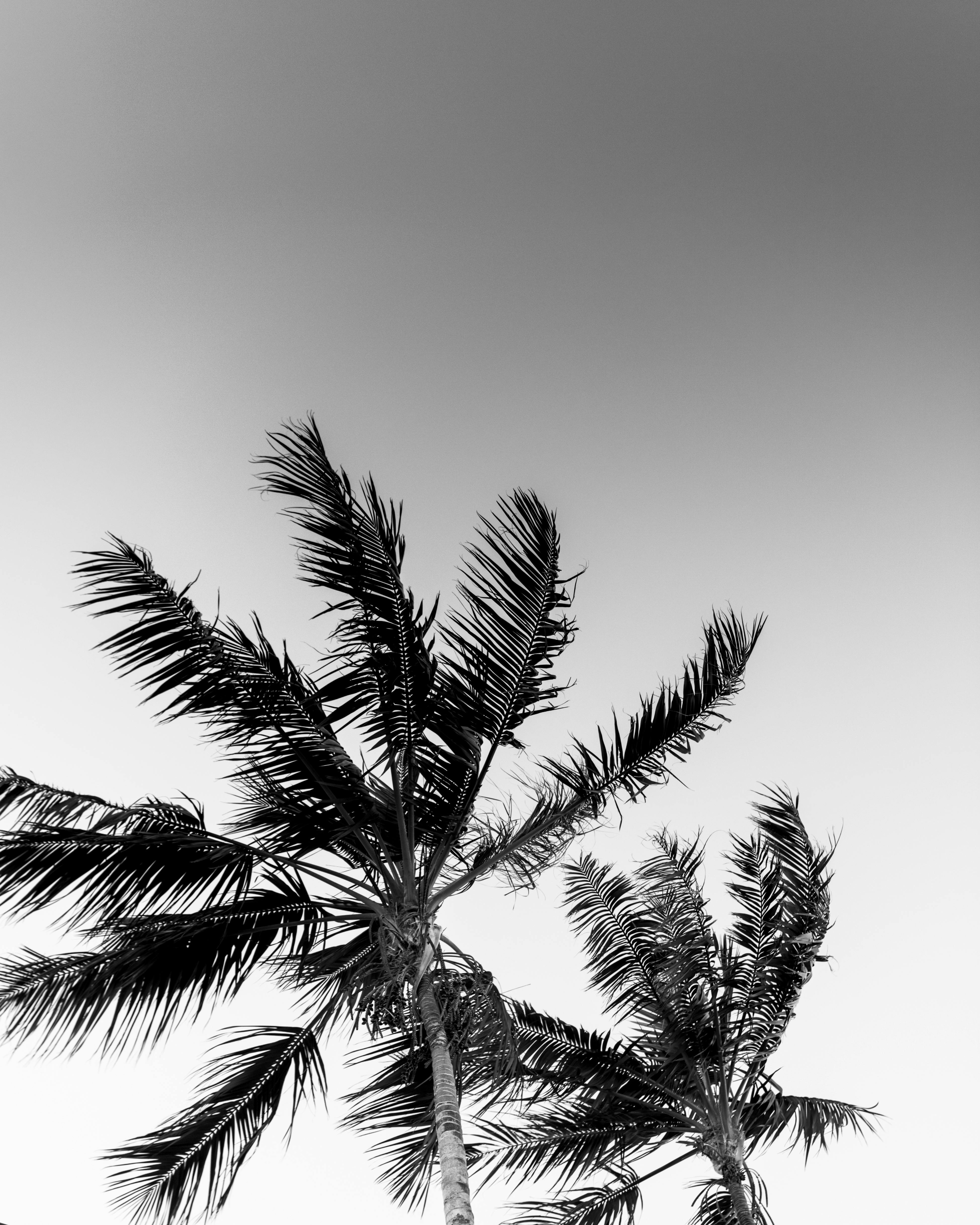 Monochrome Photo Of Palm Trees Free Stock Photo