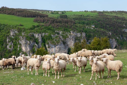 Foto stok gratis agrikultura, domba merino, gunung