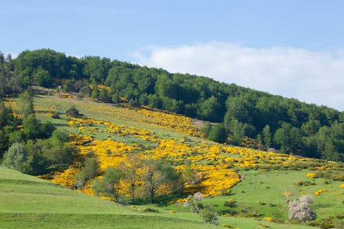 Meadow with Yellow Flowers by Forest